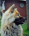 boji (13)